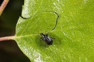 From this angle, the S-shaped line of the cut that the weevil makes can clearly be seen.