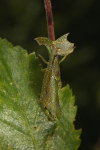A similar leaf roll hanging from a nearby downy birch tree.