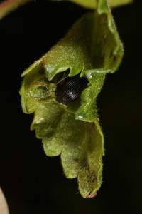 Here, a weevil (presumably a female is inside a leaf roll, either laying an egg, or working to tighten up the roll.