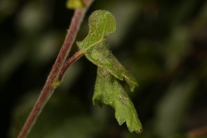 This downy birch leaf had been only partially-rolled.