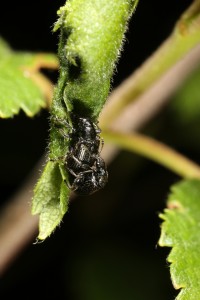 A pair of birch leaf rollers (Deporaus betulae) mating on a leaf which the female has rolled.