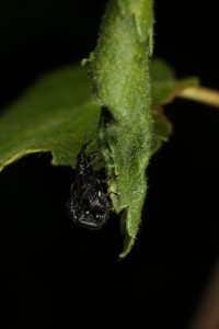 Another view of the mating birch leaf rollers (Deporaus betulae) on a rolled birch leaf.