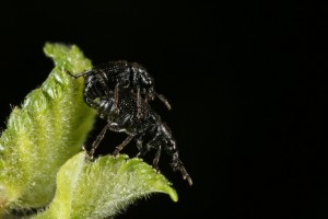 Birch leaf rollers (Deporaus betulae)  mating on the young leaves of a downy birch.