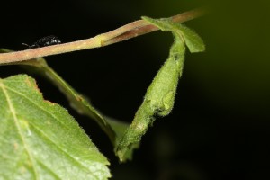 Here a weevil can be seen leaving the stem of the leaf which has been successfully rolled.