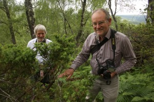 Bob Dransfield and Bob Brightwell beside one of the juniper bushes where they found a good colony of the giant juniper aphid (Cinara smolandiae).