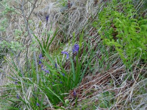 Another view of the bluebells in early June 2004, together with the eared willow on the left and a golden-scaled male fern (Dryopteris affinis) on the right.