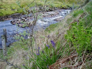 Bluebells (Hyacinthoides non-scripta) at the base of the eared willow bush (Salix aurita) beside the Affric River in June 
