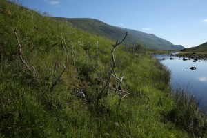 View of the former willow patch in the other direction, looking eastwards and downstream.