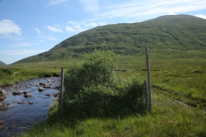An eared willow bush (Salix aurita) protected by a stock-fenced exclosure beside the Allt Gleann Gniomhaidh, just upstream of its convergence with the Affric River, in August 2015.