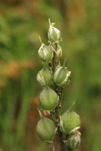Ripening seed capsules of a bluebell (Hyacinthoides non-scripta) in the stock-fenced exclosure beside the Affric River in July 2008.