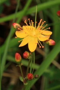 Slender St John's wort (Hypericum pulchrum) in flower inside the stock-fenced exclosure in July 2008.