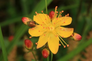 Close up of a flower of the slender St John's wort (Hypericum pulchrum).