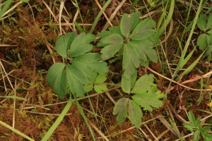 Leaves of a wood anemone (Anemone nemorosa) inside the stock-fenced exclosure in July 2008.