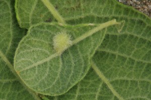 Gall induced by a sawfly (Eupontania pedunculi) on the underside of one of the eared willow's leaves.