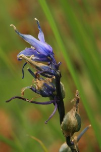 Flower and seed head of a bluebell in the stock-fenced exclosure in early July 2008.