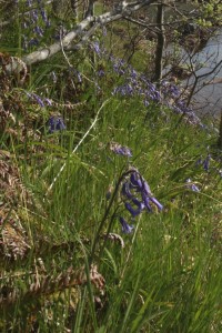 Some of the bluebells (Hyacinthoides non-scripta) flowering in the exclosure in June 2012.