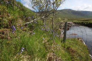 Bluebells (Hyacinthoides non-scripta) in flower beside the eared willow in June 2012.