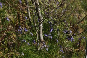 This photograph gives an indication of the density of the bluebell plants at the base of the eared willow's main stem.