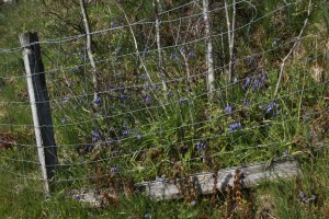 Another view of the bluebells at the base of the eared willow, protected by the fence.