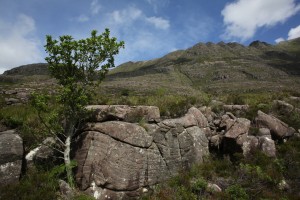 This small holly tree (Ilex aquifolium) had managed to escape the grazing of deer by growing in amongst these sandstone rocks.