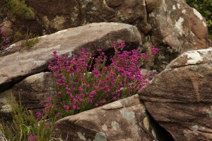 Bell heather (Erica cinerea) in flower amongst some of the boulders.