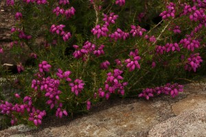 Closer view of the flowers of the bell heather (Erica cinerea).