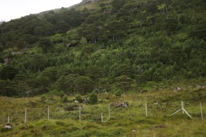 The pinewood remnant at Shieldaig, showing the new generation of young pines growing amongst the old ones, inside the deer fence that encloses the area.