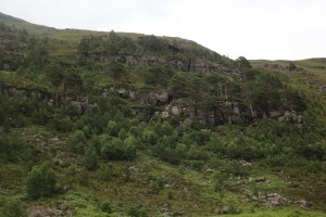Many of the old pines are situated on top of steep cliffs or rock faces - topography that must have enabled them to grow out of reach of the deer.