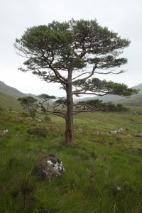 Another view of the old Scots pine at the southern end of the pinewood.