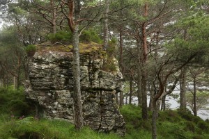 Inside the pinewood, this large sandstone slab had a small pine growing on top of it.
