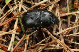 Dor beetle (Geotrupes stercorarius) amongst pine needles on the forest floor.