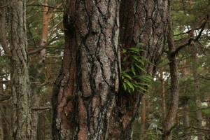Hard fern (Blechnum spicant) growing as an epiphyte in the fork between the trunks of a Scots pine.