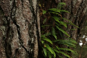 Closer view of the hard fern (Blechnum spicant) on the trunk of the Scots pine.