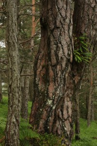 The hard fern (Blechnum spicant) was growing about 7 feet off the ground, where the trunk of the pine forked into two.