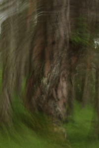 This was an accidental, unplanned photograph, taken inadvertently while I was moving the camera, but I like the impressionist effect the blurring gives to the image.