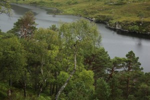 View across the canopy of Scots pines (Pinus sylvestris) and downy birches (Betula pubescens) to the northern end of Loch Dughail.
