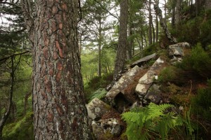 In some areas, the understorey was more typical of a pinewood, with heather (Calluna vulgaris) and bracken (Pteridium aquilinum) occurring like this.