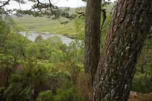 Another view over the north end of Loch Dughail, framed by the trunks of some Scots pines.