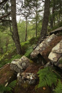 Bracken (Pteridium aquilinum), heather (Calluna vulgaris) and sandstone rocks amongst some of the Scots pines.