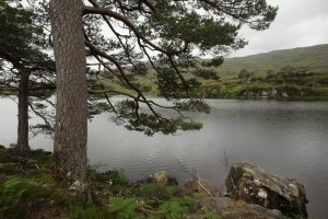 Scots pines (Pinus sylvestris) beside the shore of Loch Dughail.