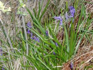 Close up view of the bluebells flowering in early June 2004.