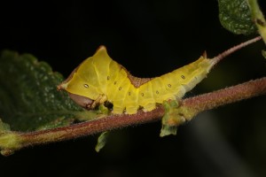 This is another caterpillar of the puss moth (Cerura vinula), at a later stage of development, on the eared willow in August 2015.