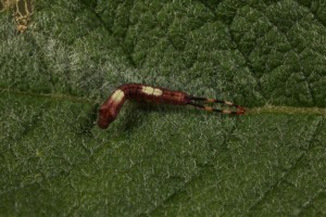 Young larva of the puss moth (Cerura vinula) on the eared willow in August 2015.