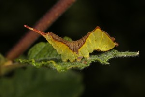 Another puss moth caterpillar (Cerura vinula) on the eared willow in August 2015.