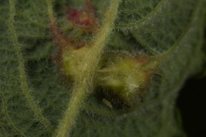 This is the underside of the same leaf, showing the structure of the galls there. When the midge larva inside each one is fully grown, it will merge through a hole it makes in the gall.
