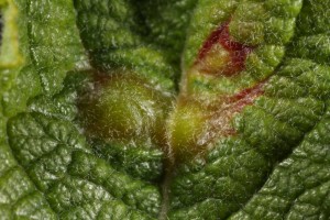 These pustules on the upper side of one of the eared willow's leaves are galls induced by a midge (Iteomyia capreae).