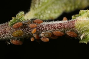 Nymphs of the small willow aphid (Aphis farinosa) feeding on the eared willow in August 2015.