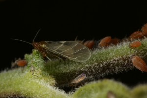 Here, a winged or alate form of the small willow aphid (Aphis farinosa) can be seen, together with some nymphs.