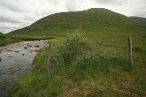 This photograph of the same scene was taken in early July 2008, and the comparison with the 2015 photo above shows how much the eared willow has grown in the intervening 7 years.