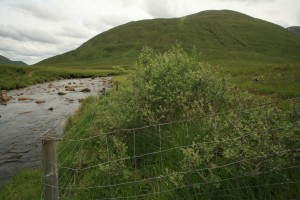 Closer view of the eared willow inside the stock fence in 2008.